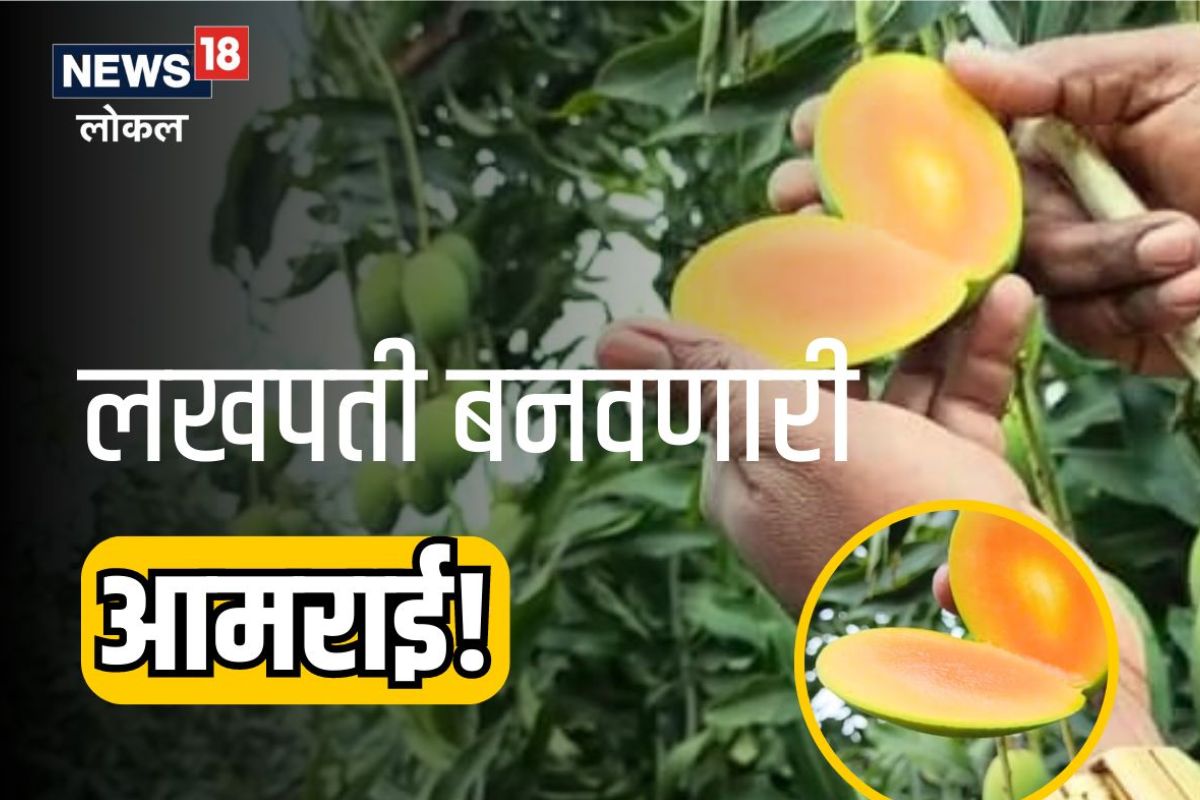Wardha News: खासगी नोकरी सोडली अन् लावली आमराई, आता लाखोंची करतो कमाई, Video