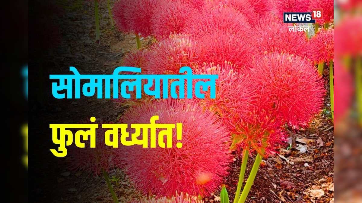 Wardha News मे महिन्यातच येतो या फुलांना बहर, सोमालियात उगवणारी फुलं