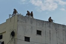 Wardha Weather Update : वर्ध्यात उष्णतेचे चटके, पाहा आज काय असेल तापमान?