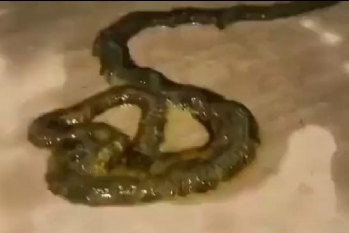 विचित्र जीव