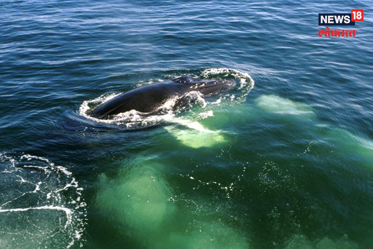 पाण्यावर तरंगणार 'सोनं'