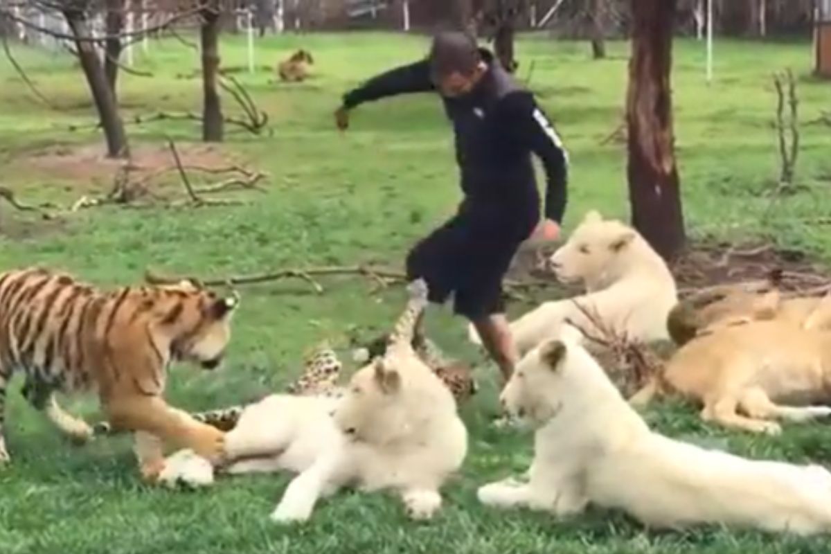 वाघाने बिबट्याच्या तावडीतून वाचवलं