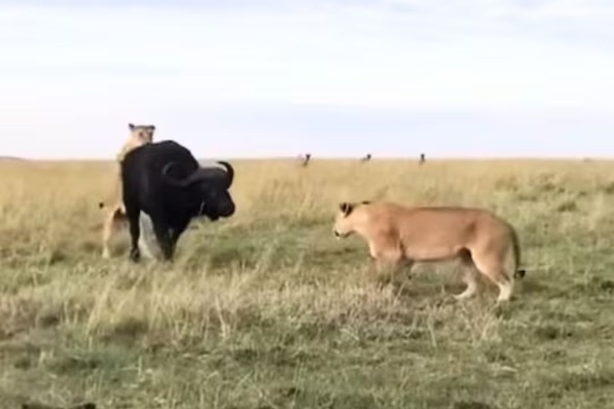 जंगलातील लढाईचा व्हिडिओ