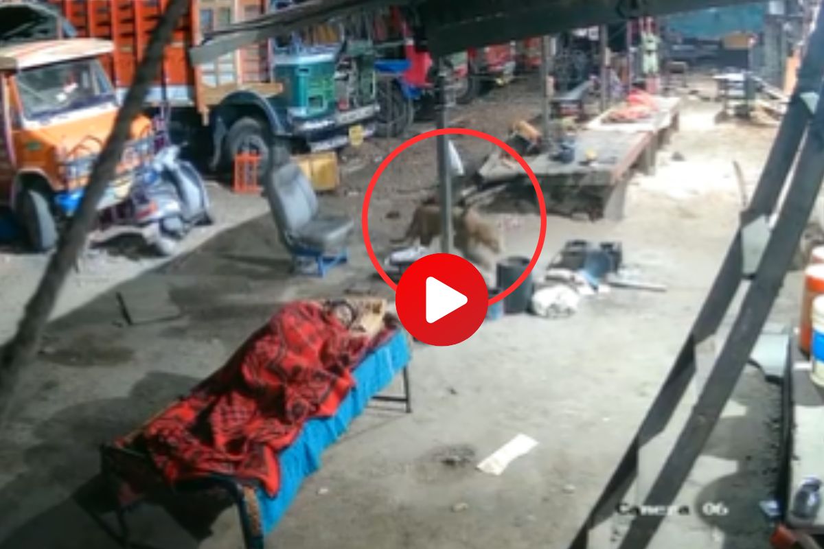 व्हायरल व्हिडीओ