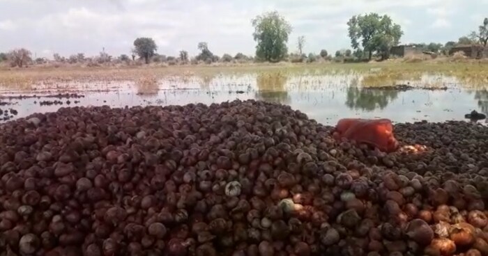 शेतात पाणी साठल्याने कांदा खराब झाला आहे. हे फोटो अक्षरश: डोळ्यात पाणी आणणारे आहेत. 