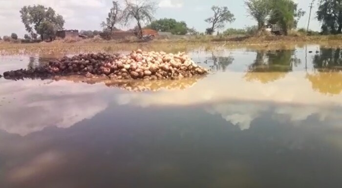 आता काढलेला शेकडो क्विंटल कांदा अवकाळी पावसाने शेतातच सडत आहे. 