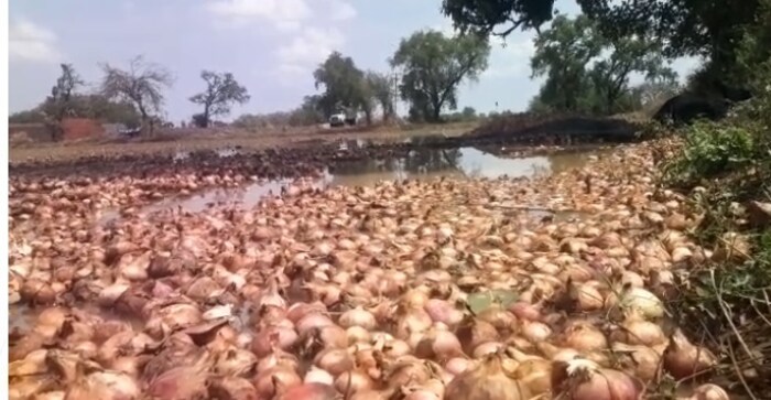 खरीप आणि रब्बी हंगामात झालेले नुकसान भरवाईसाठी कांद्याची लागवड केली. मात्र पावसानं सगळी वाट लावली. 