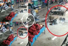 दबक्या पावलांनी आला मालकाच्या उशाला झोपलेल्या कुत्र्याची शिकार करु गेला, पाहा VIDEO