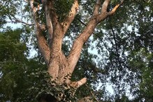 झाडे लावा, झाडे जगवा आणि करोडपती व्हा! 'ही' आहेत भारतातली महागडी वृक्ष