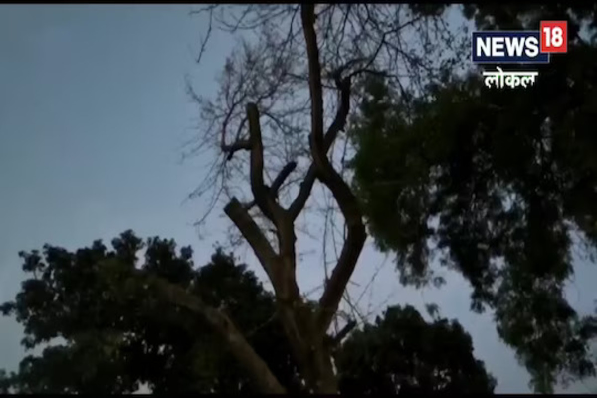 कोरबा बातमी