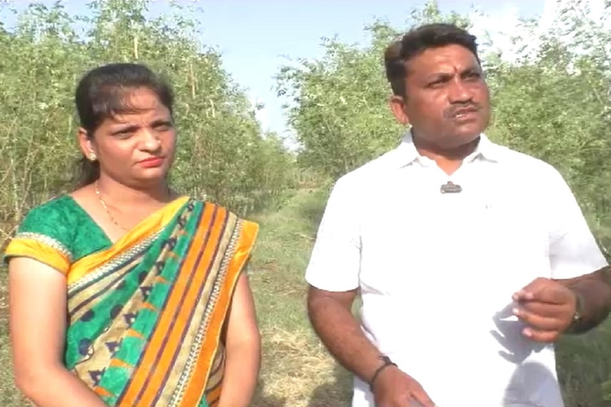 शेवग्याच्या शेगांमधून लाखोंची कमाई करतंय हे दाम्पत्य