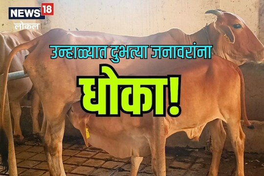 Nagpur News: उन्हाचा दुभत्या जनावरांना धोका, पाहा कशी घ्यायची काळजी, Video