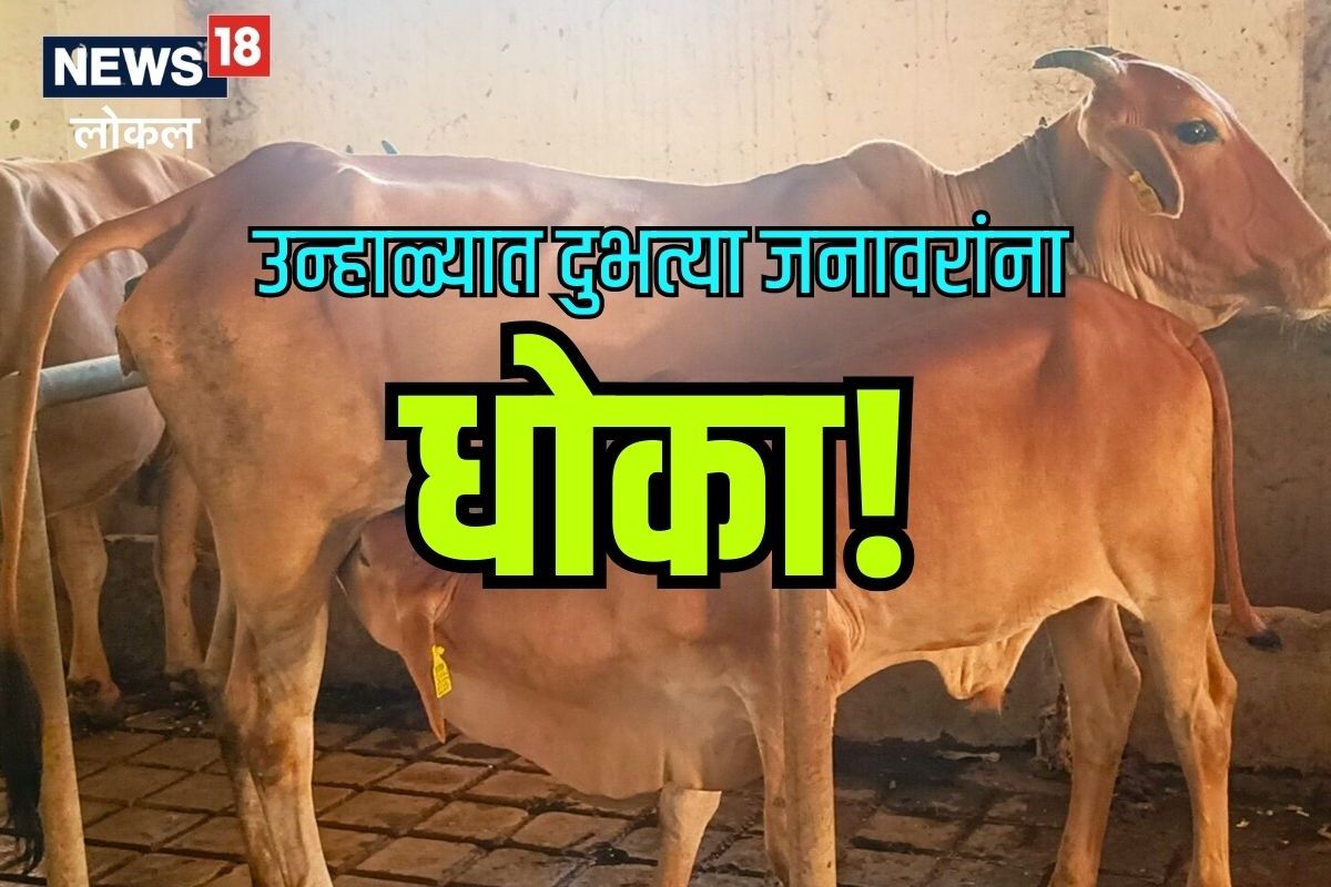 Nagpur News: उन्हाचा दुभत्या जनावरांना धोका, पाहा कशी घ्यायची काळजी, Video