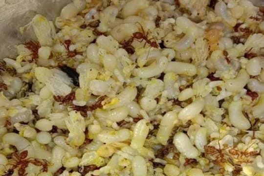 या अंड्यांपासून बनवलेल्या रेसिपी अत्यंत स्वादिष्ट लागतात, परंतु त्यांची चव जरा आंबट असते. 