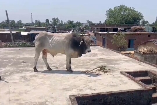 Bull News : वळूने केला राडा, थेट चढला घरावर; पण  खाली आला कसा?