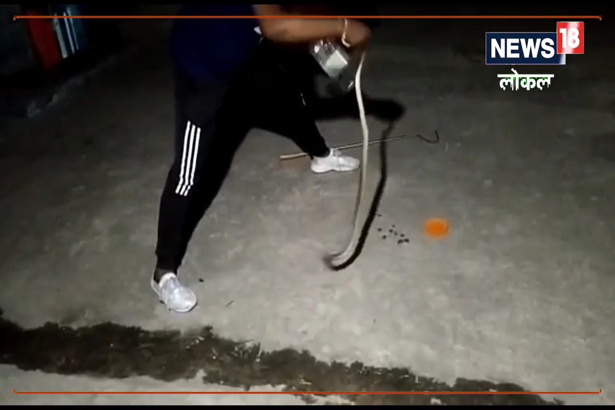 जवळ जाऊन पाहिल्यावर कपाटामागे एक भलामोठा साप फणा काढून बसला होता.