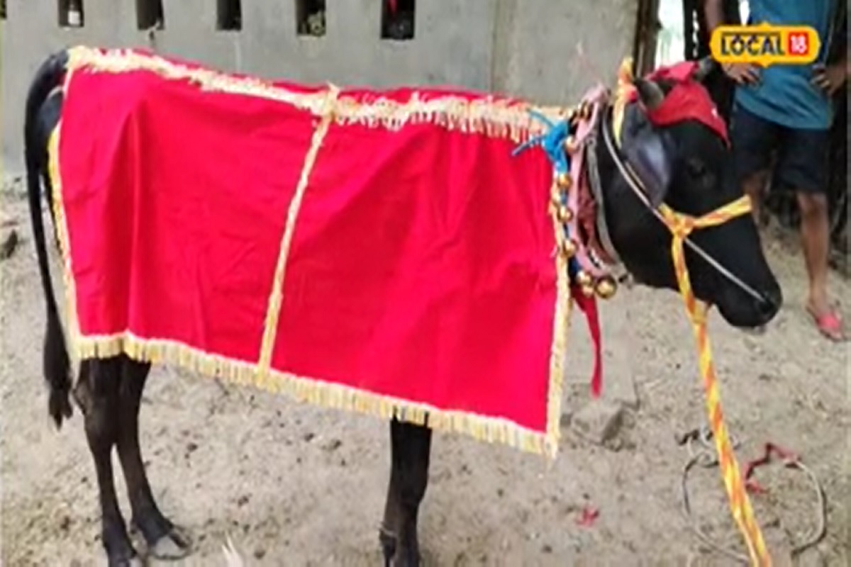 श्रावण महिन्यात पहिल्यांदा या गायीच्या स्तनांमधून दूध निघाल्याचं मालकाच्या निदर्शनास आलं होतं.