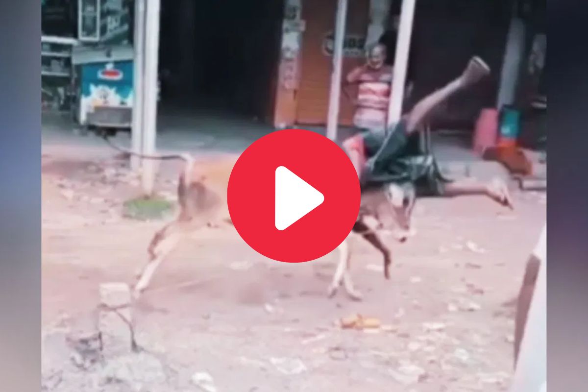 बैलाचा व्यक्तीवर हल्ला