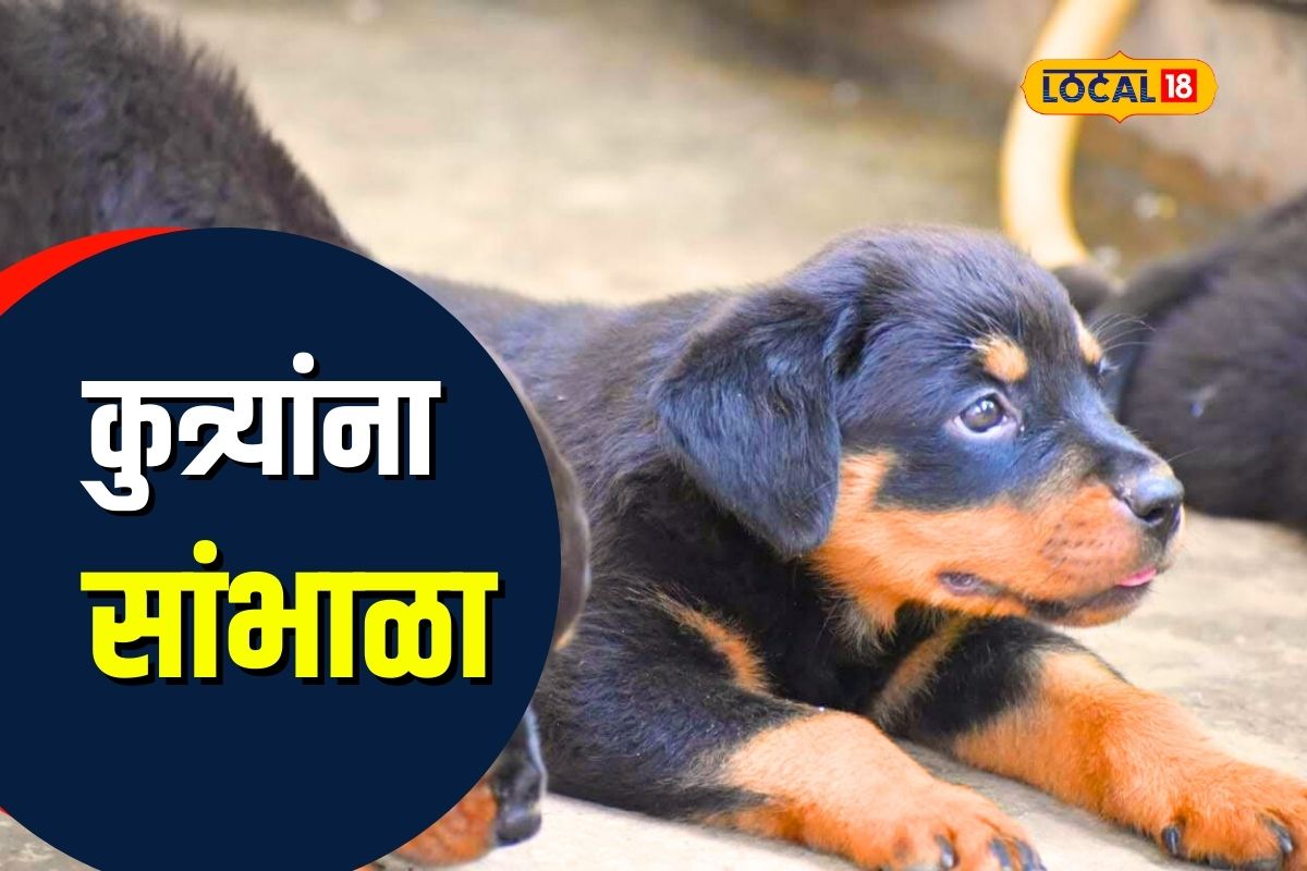 Wardha News : तुमच्या कुत्र्याला पाणी पिता येत नाहीय? वेळीच व्हा सावध! डॉक्टरांनी दिला गंभीर सल्ला