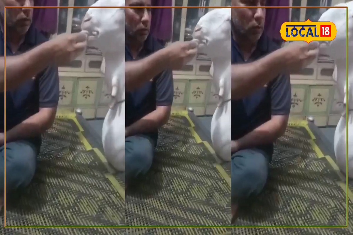 राजा इतर बकऱ्यांप्रमाणे केवळ चारा खात नाही, तर चाऱ्यासह दूध, लोणी, मटण, मच्छीदेखील खातो.