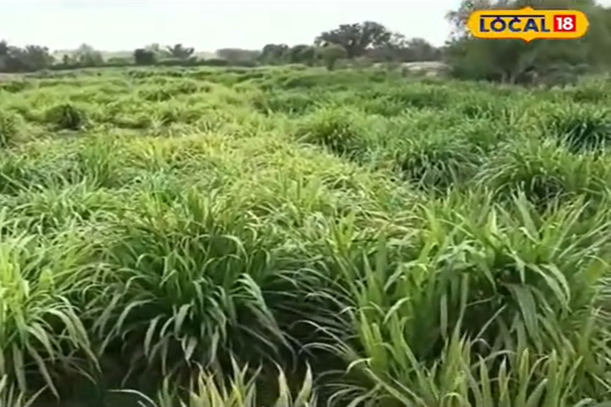 केवळ एकदा रोवल्यानंतर एकाच ठिकाणाहून सलग पाच वर्ष हे गवत उगवतं.