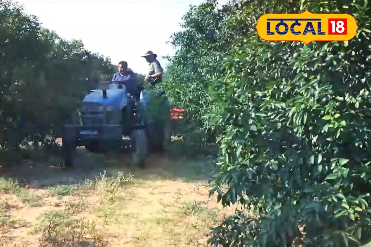 आपल्या शेतात त्यांनी आंबा, लिंबू, अंजीर, डाळिंब, द्राक्ष, पेरू, इत्यादींसह विविध फळांची लागवड केली आहे.