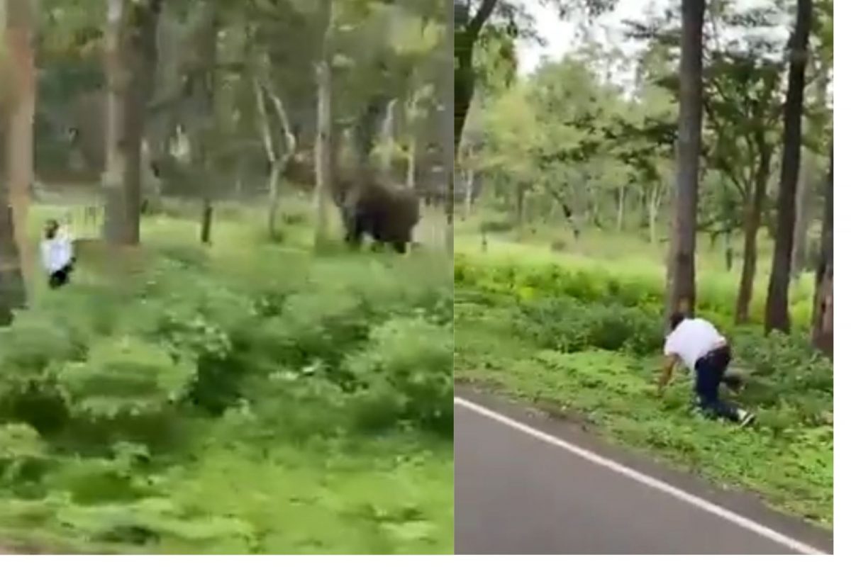 VIDEO - फोटो काढताना चवताळला हत्ती; वाचण्यासाठी व्यक्ती दूर पळाली पण तोल जाऊन पडली अन्...