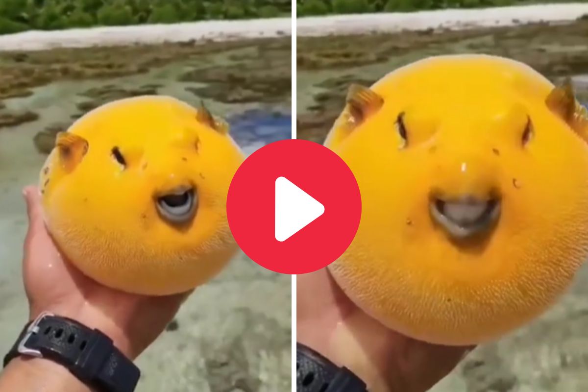 आंबा आहे की मासा?