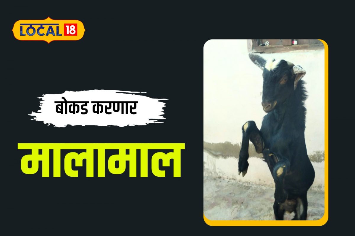 Jalna News: बोकडाच्या डोक्यावर खास खूण, शेतकऱ्याला लागली लॅाटरी; किती आहे किंमत?