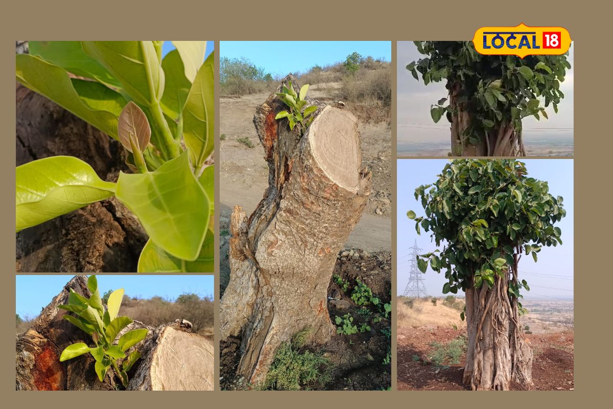 Jalna News : वटवृक्षांच्या पुर्नलागवडीचा ‘जालना पॅटर्न’ शहरात सुरूय खास प्रयोग, Video