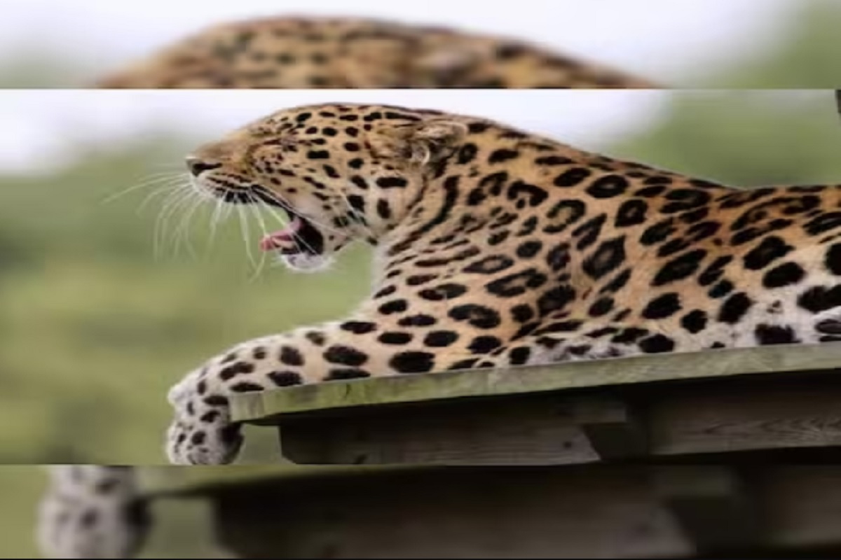 ज्या शेतात बिबट्याचा मृतदेह आढळला, तिथे आजूबाजूला कुठेही त्याच्या पायाचे ठसे नव्हते.