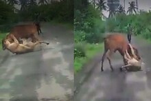 शाब्बास गड्या! गोमातेला वाचवण्यासाठी जंगलाच्या राजाशी भिडला बळीराजा; थरारक VIDEO