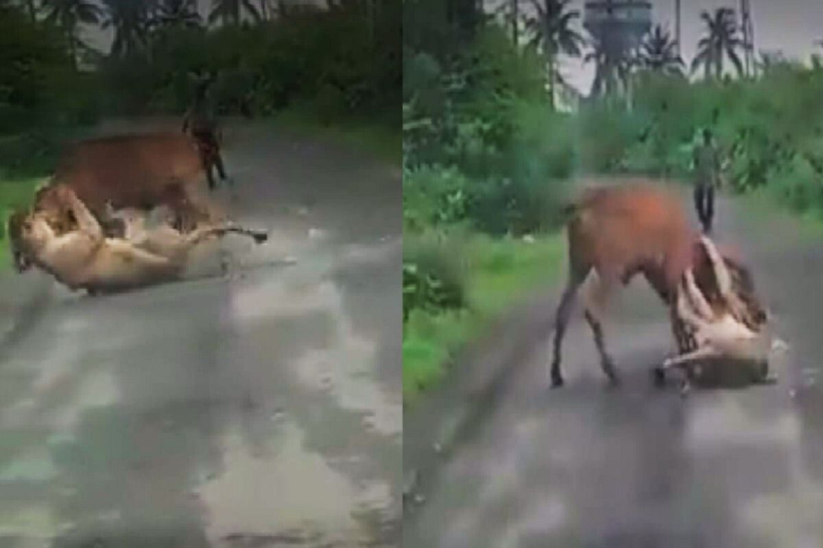 शेतकऱ्याने गायीला सिंहापासून वाचवलं. (फोटो - ट्विटर व्हिडीओ ग्रॅब)