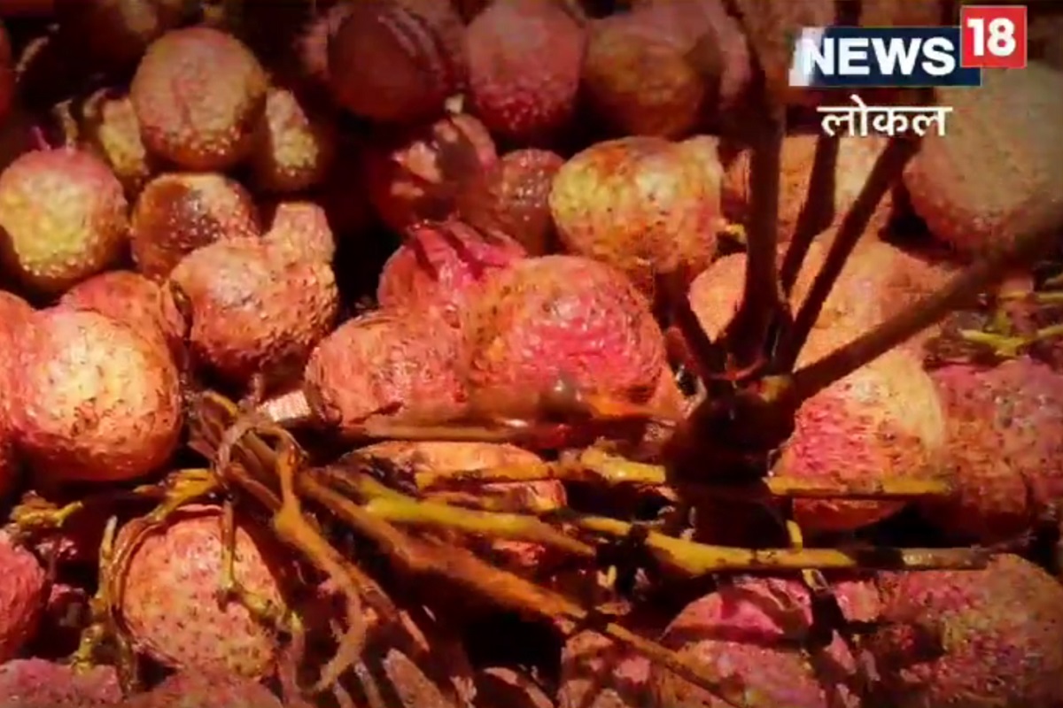 लिची हे एक रसाळ फळ आहे. यात 80% पाणी असतं.