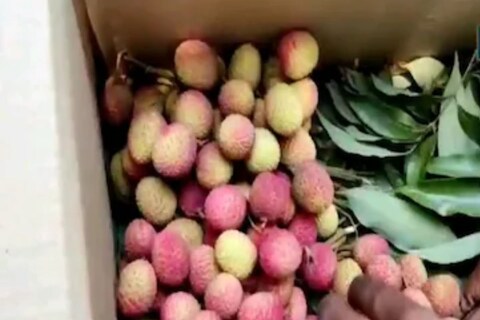 ताजी लिची कशी ओळखाल?  