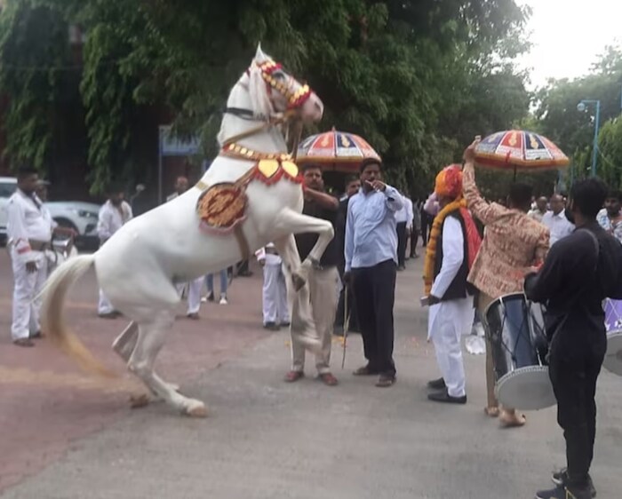 समारंभासाठी दोन घोडे मागवण्यात आले होते. निवृत्त होणाऱ्या कर्मचाऱ्याला घोड्याने दोन पाय वर करून सलामी दिली. त्यानंतर या कर्मचाऱ्याने घोड्यावर स्वार होऊन विद्यापीठाच्या कॅम्पसमध्ये फेरफटका मारला. हे दृश्य पाहायला अनेक विद्यार्थ्यांनी त्याठिकाणी गर्दी केली होती. 