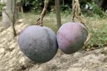 देशी नाही, विदेशी आंब्यांची बाग; 4,500 रुपयांचा आंबा, मालक मालामाल