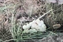 12 अंड्यांना वेटोळा घालून बसला होता अजगर; गावात मोठी खळबळ
