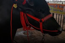 OMG! भरभक्कम खुराक,1300 किलो वजन; 11000 बाळांचा होणार बाप