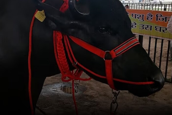 राजस्थानचा रेडा 'राजा' सध्या प्रचंड चर्चेत आहे. त्याची एक झलक पाहण्यासाठी दूरदूरहून शेतकरी येतात. या रेड्याचं केवळ रूप रुबाबदार नाही, तर त्याच्या वीर्यालाही संपूर्ण देशात मागणी आहे.