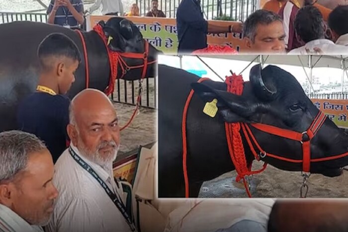 या साडेतीन वर्षीय महाकाय रेड्याची उंची 5 फूट 8 इंच असून त्याचं वजन सुमारे 1300 ते 1400 किलो आहे. रुबाबदारपणामुळेच मालकांनी त्याचं नाव 'राजा' असं ठेवलंय.