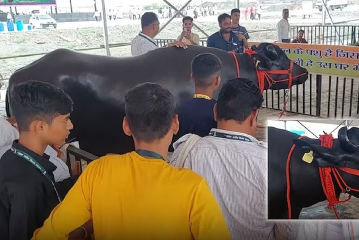 राजाच्या देखभालीसाठी मालकांना मोठे कष्ट घ्यावे लागतात. त्याला दररोज सकाळ, संध्याकाळ 4-4 लिटर दूध दिलं जातं. जेवल्यानंतर 3 ते 4 किलोमीटरवर त्याला फिरायला घेऊन जावं लागतं. चुरू जिल्ह्यातील बीसलाण गावात वाढणाऱ्या या राजाचे आई-वडीलही प्रसिद्ध होते. त्याची आई दिवसाला 24 किलो 800 ग्रॅम दूध द्यायची.