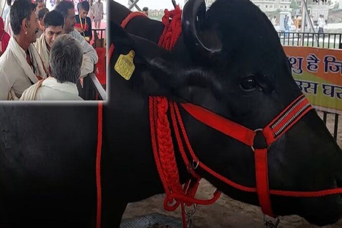 उदयपूरच्या कृषी उत्पन्न बाजार संकुलात सुरू असलेल्या किसान महोत्सवात राजा आकर्षणाचं केंद्रबिंदू ठरला. यात हजारो शेतकरी सहभागी झाले होते.