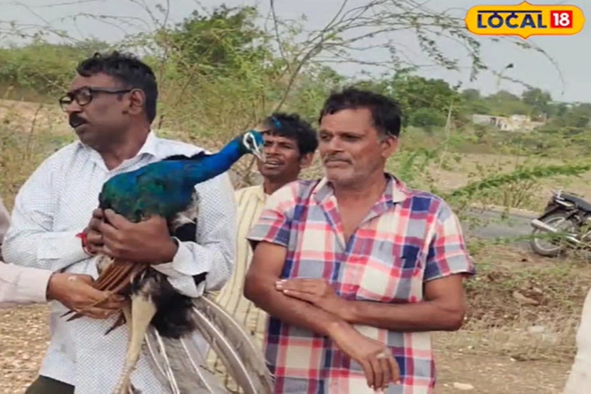 पाच दिवस मोरासाठी अतिशय धोक्याचे होते. सतत रडण्याचे, ओरडण्याचे आवाज ऐकू येत होते.