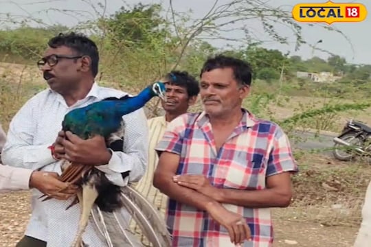 पाच दिवस मोरासाठी अतिशय धोक्याचे होते. सतत रडण्याचे, ओरडण्याचे आवाज ऐकू येत होते. 