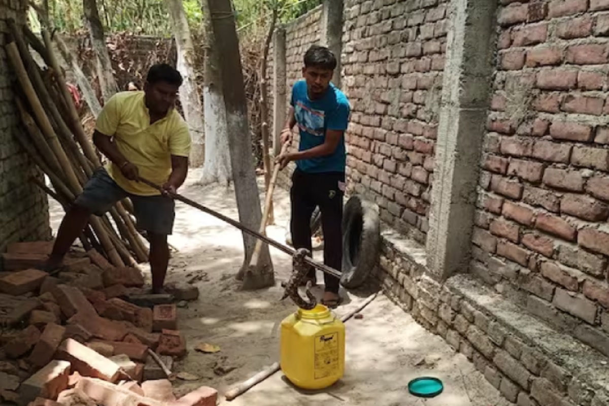 दोन तोंडांचा साप दिसला तर आपलं काय होईल, याचा आपण विचारही करू शकत नाही.