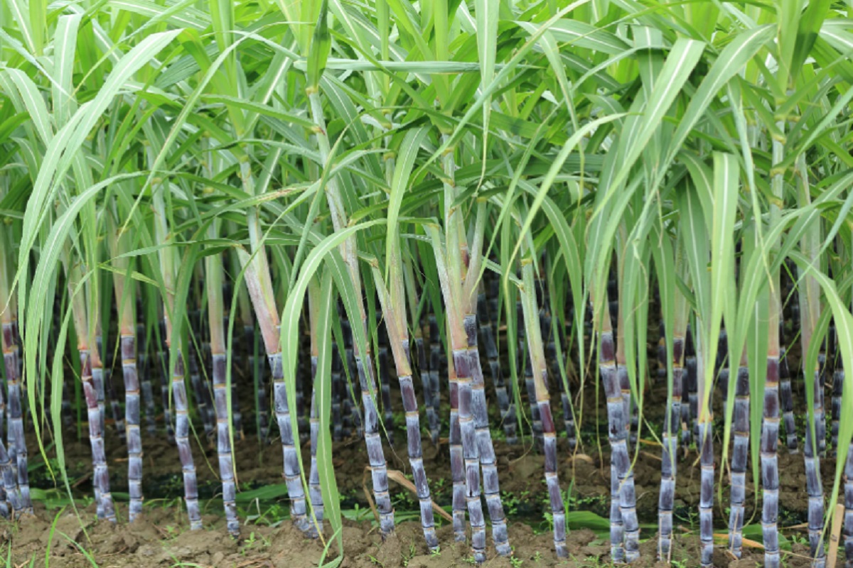 निवडणुकांपूर्वी सरकार शेतकऱ्यांना खुश करण्याच्या तयारीत आहे.