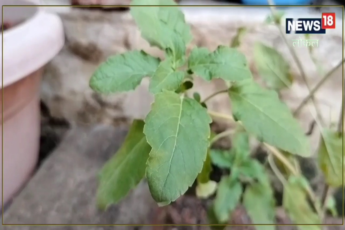 असं म्हणतात, ज्या घरात तुळशीचं रोप असतं, तिथे लक्ष्मीचा वास असतो.