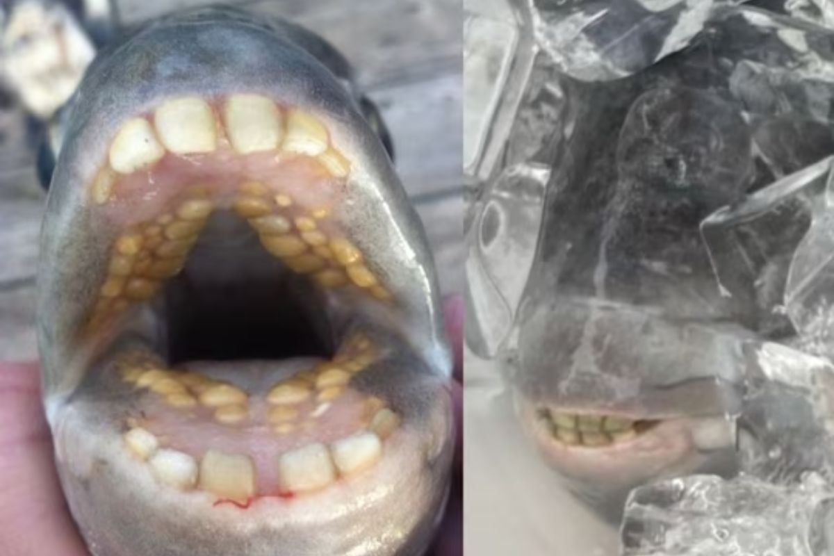 समुद्रातील विचित्र मासा