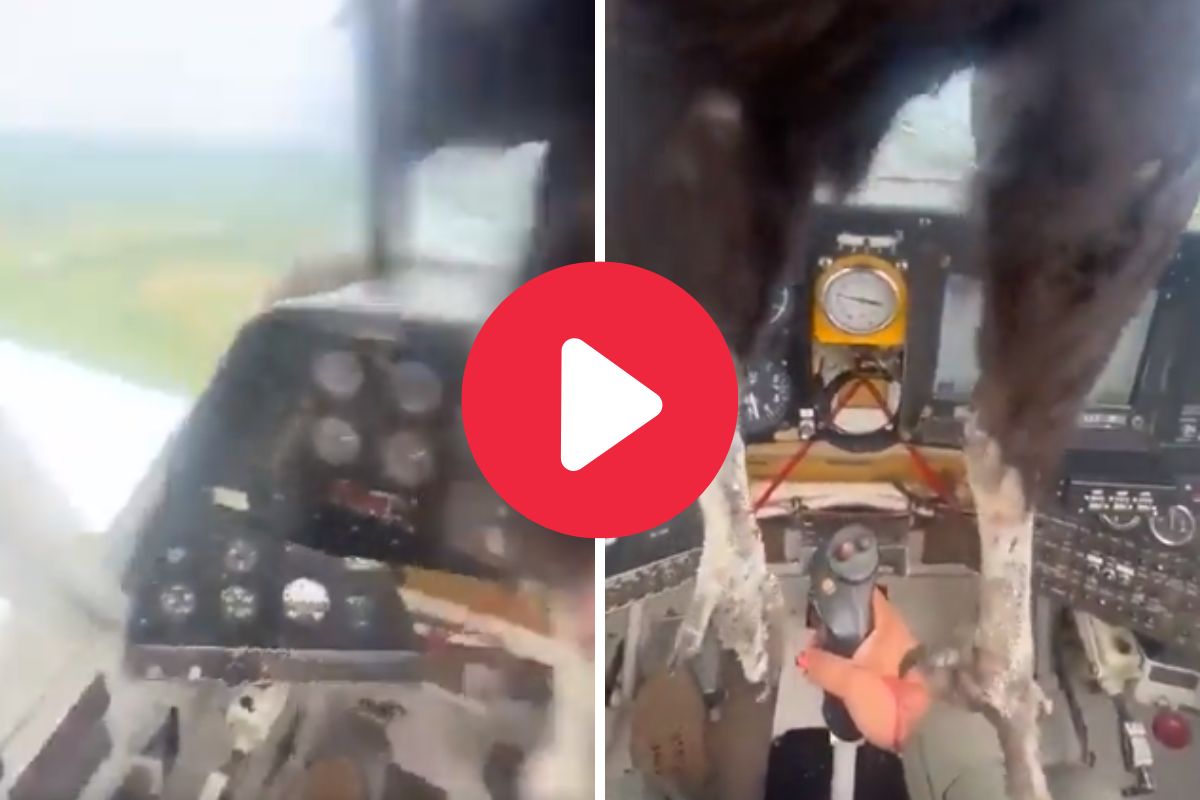 पक्ष्याची विमानाला धडक